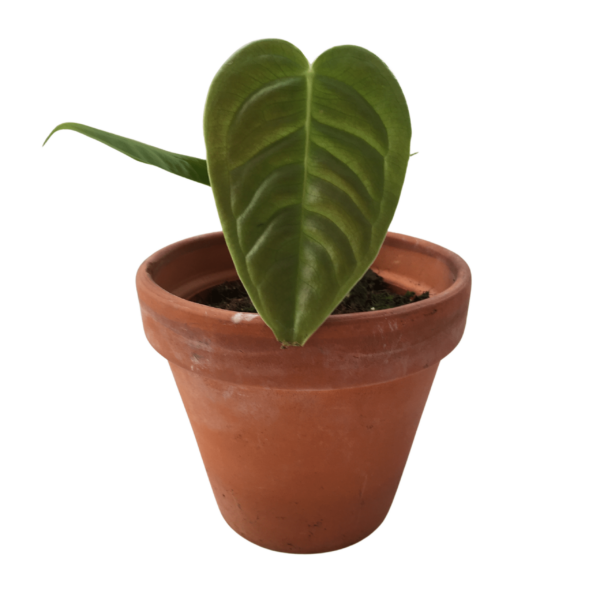 Anthurium Veitchii