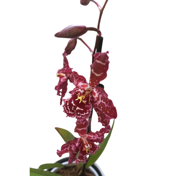 Cambria Orchidea 2. - Image 2