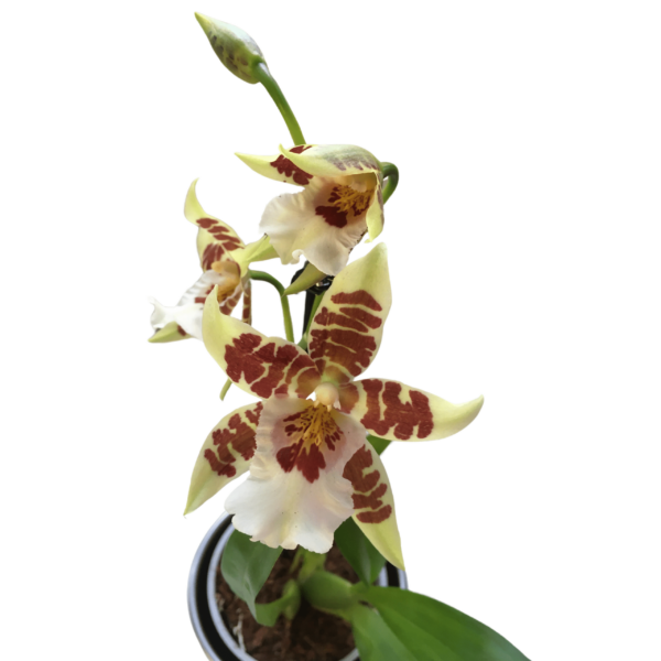 Cambria Orchidea (illatos) 3. - Image 2