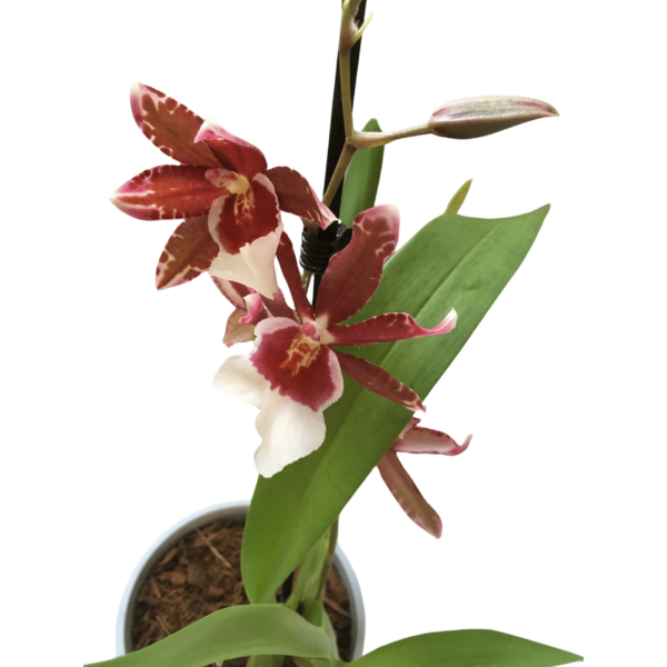 Cambria Orchidea (illatos) 6. - Image 2