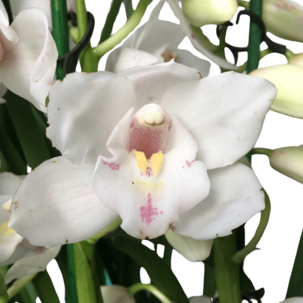 Cymbidium – Csónakorchidea – Cymbidium orchid-5 - Image 2