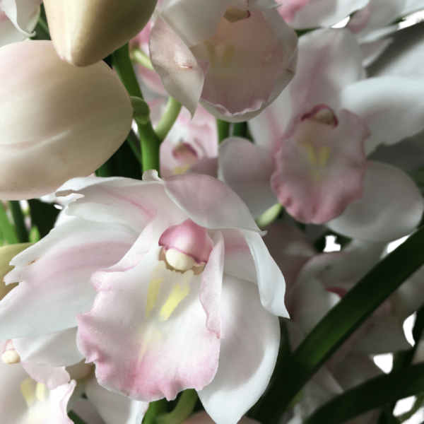 Cymbidium – Csónakorchidea – Cymbidium orchid-4 - Image 2