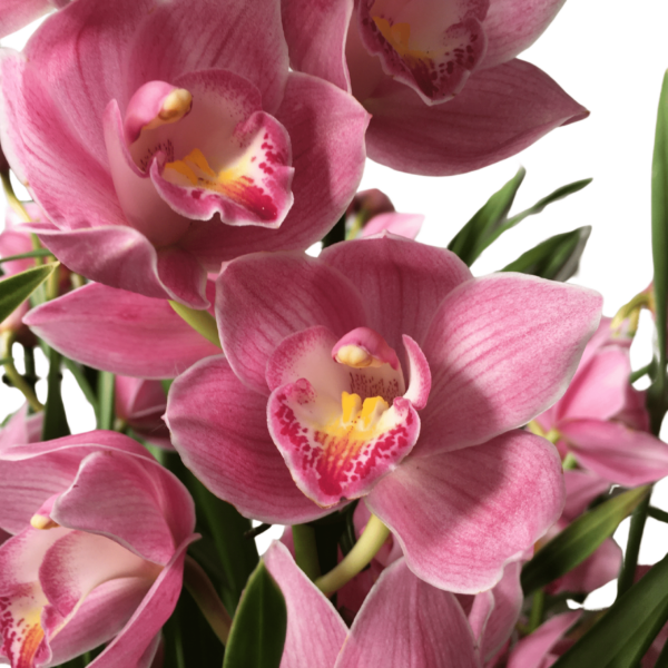 Cymbidium – Csónakorchidea – Cymbidium orchid-3 - Image 2