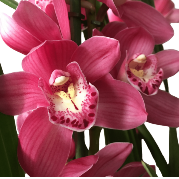 Cymbidium – Csónakorchidea – Cymbidium orchid-2 - Image 2