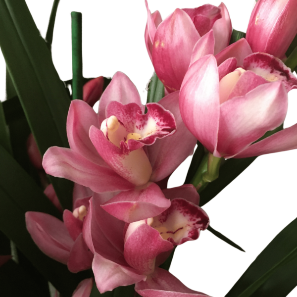 Cymbidium – Csónakorchidea – Cymbidium orchid-1 - Image 3