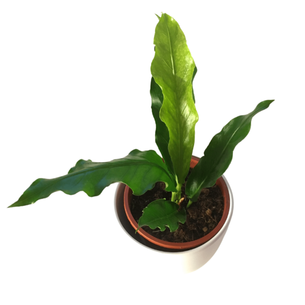 Anthurium Hookerii Variegated - Birdnest Anthurium