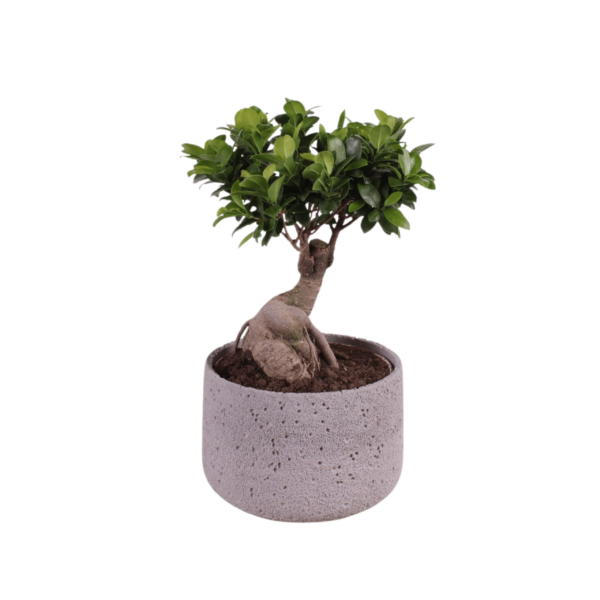 Ficus Ginseng - Indian Laurel