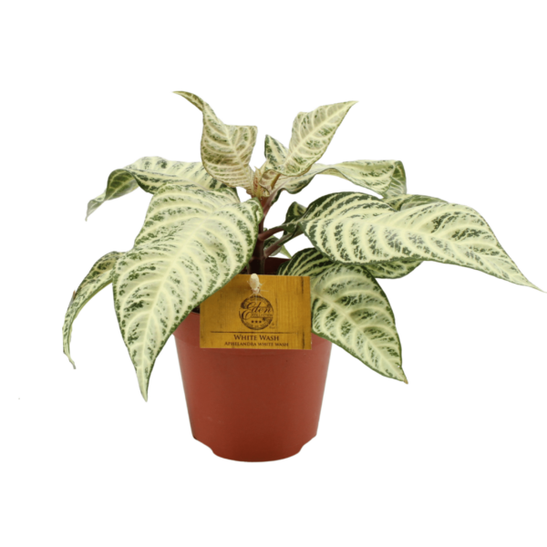 Aphelandra 'White Wash'
