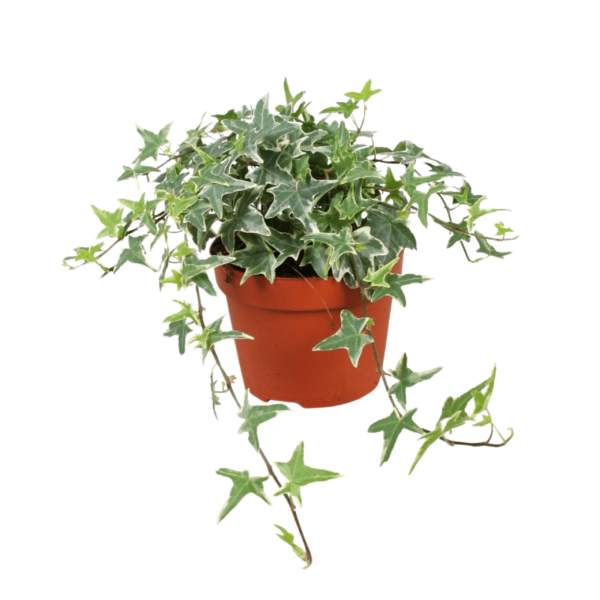 Hedera helix Mona Lisa