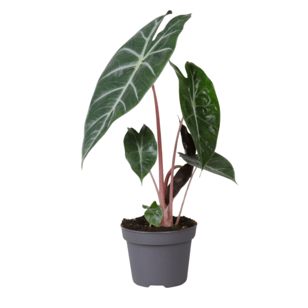 Alocasia Baginda ‘Pink Dragon’