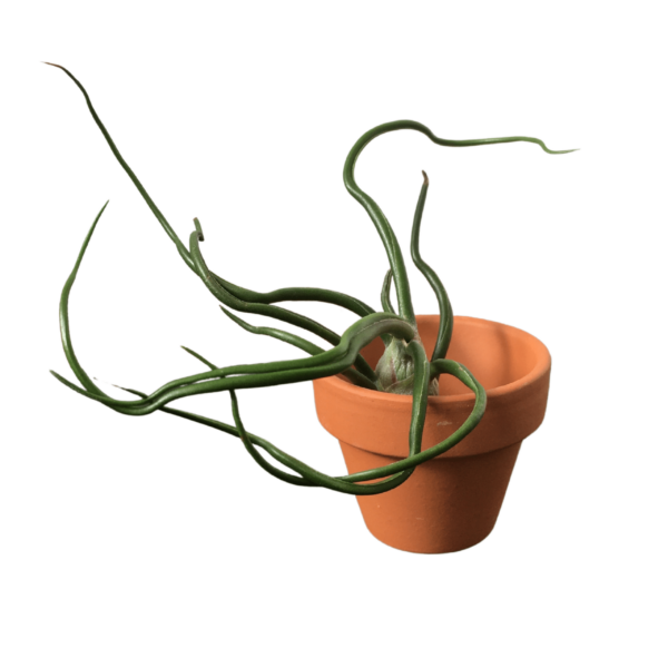Tillandsia bulbosa mini (kaspóval)