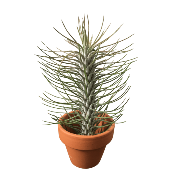 Tillandsia Funckiana mini (kaspóval)
