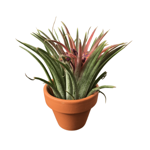 Tillandsia ionantha mini (kaspóval)
