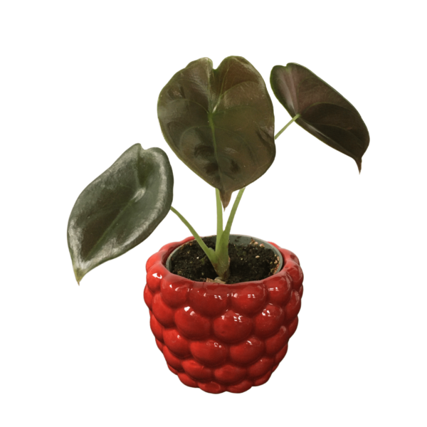 Alocasia Cuprea ‘Red Secret’ mini – Jewel Alocasia – Mirror Plant