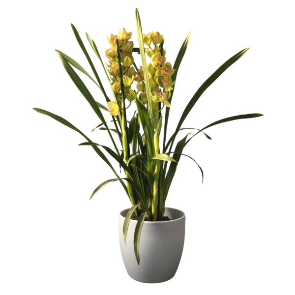 Cymbidium – Csónakorchidea – Cymbidium orchid-1
