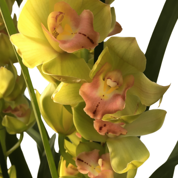 Cymbidium – Csónakorchidea – Cymbidium orchid-1 - Image 2