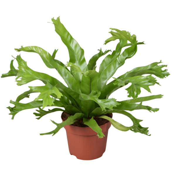 Asplenium nidus Crissie - Madárfészekpáfrány