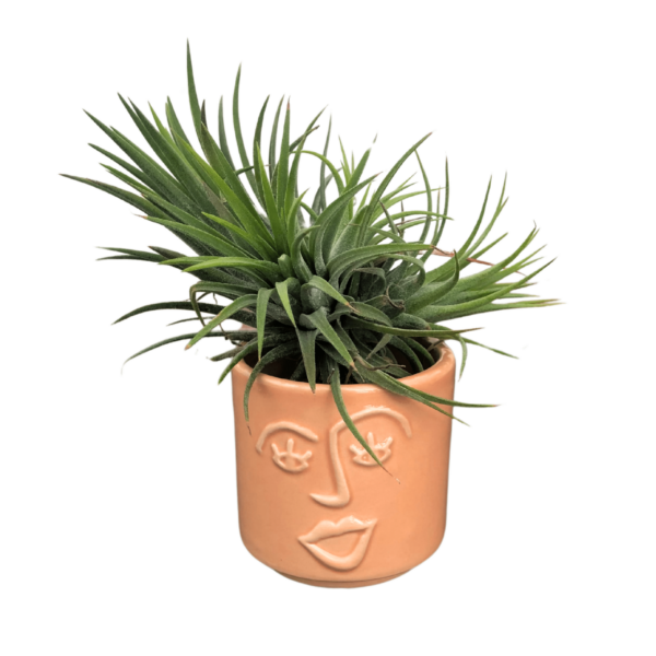 Tillandsia ionantha