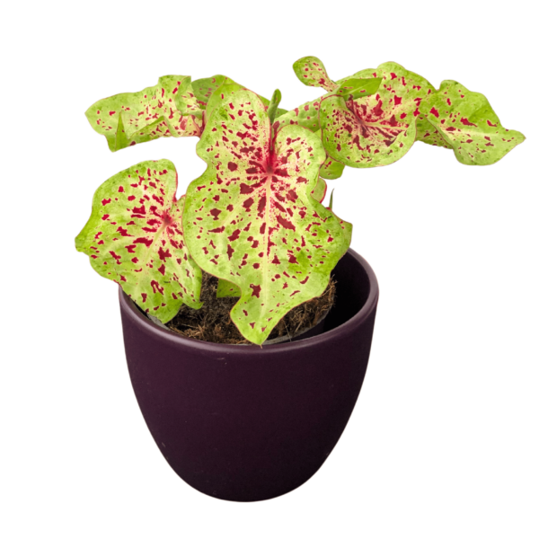 Caladium Miss Muffet