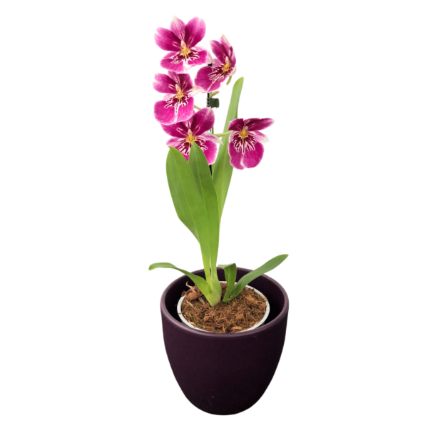 Miltonia (lila-fehér) – Árvácska orchidea (illatos)-1