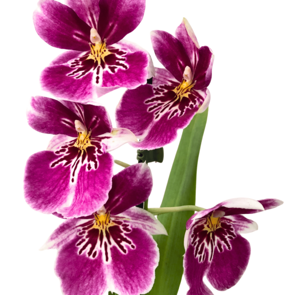 Miltonia (lila-fehér) – Árvácska orchidea (illatos)-1 - Image 2