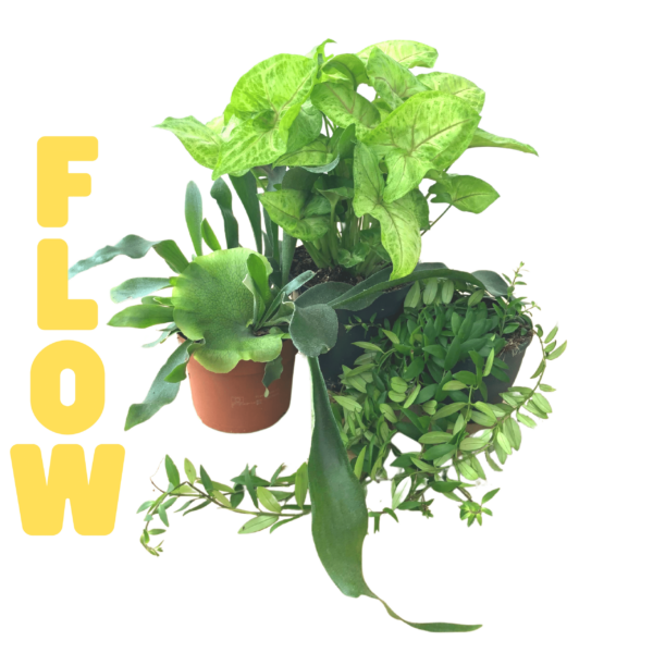 Flow - növény csomag
