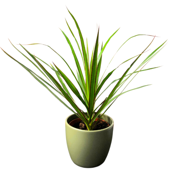 Dracaena marginata – Madagascar Dragon Tree