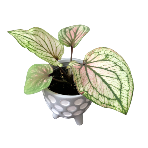 Caladium 1.